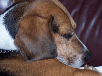 Cute sleeping Beagle