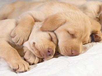 Only the Cutest Sleeping Puppy Photos on the Whole Internet | BarkPost