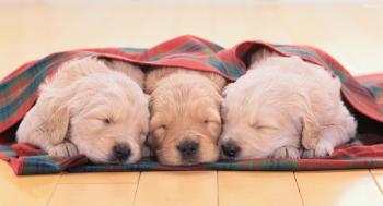 Cutest Sleeping Puppy Photos | Pets World