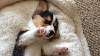 CUTE SLEEPING CORGI PUPPY COMPILATION - Grows Up! - YouTube