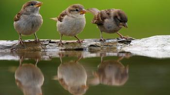 Cute Sparrows Drinking Water | HD Wallpapers