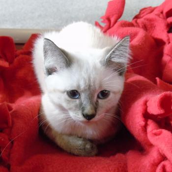 Cuteness with fur! | Cute kittens | Pinterest | Cat, Baby kitty and ...