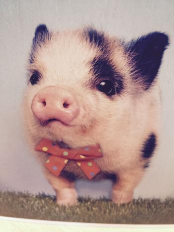 Can barely handle the cuteness! … | Pinteres…