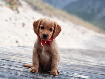 The Science Of Cuteness