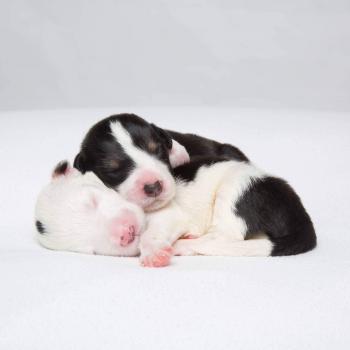 Cuteness overload - Album on Imgur