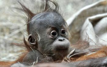 Baby Monkeys - Cuteness Overload - YouTube