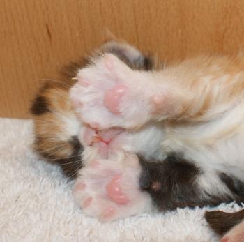 Maine Coon, kitten cuteness overload. Just want to kiss those little ...