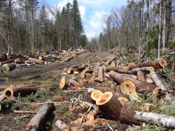 How to Use the Entire Tree When Salvaging Wood and Cutting Lumber