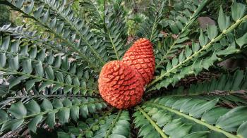 Cycad | San Diego Zoo Animals & Plants