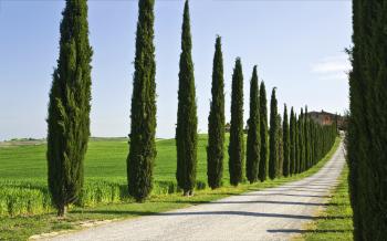 Italian Cypress for sale online | Upright Narrow Growth | Easy to Grow