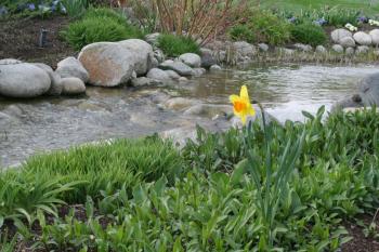Daffodil near stream