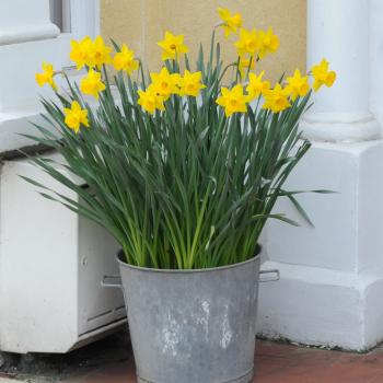feeding Daffodils | Out of my shed