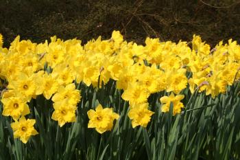 Eight Weeks of Daffodils - Landscapers Special | DutchGrown