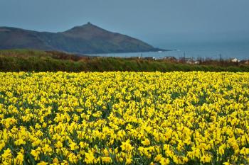 Daffodils | The Butterfly Diaries