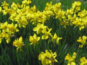 A Grave Interest: Daffodils in the Cemetery