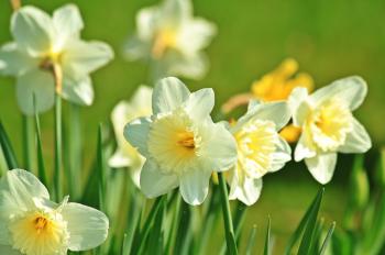 Daffodils in the Garden