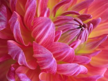 deep dahlia | photo page - everystockphoto