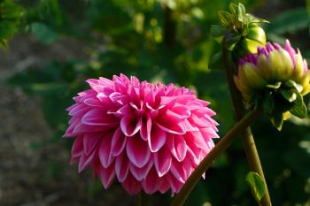 Dahlia Pink Flower