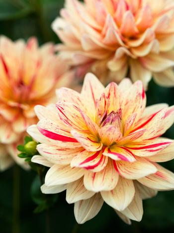 50 Dahlias to Drool Over - Sunset Magazine