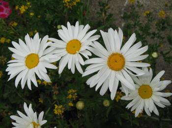 Shasta Daisy | Up from the Roots