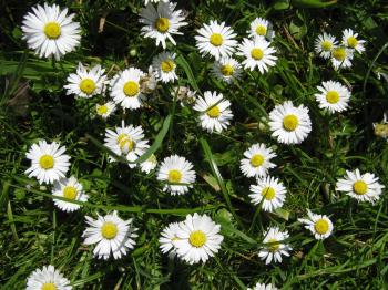 Daisies. | agnesandcora