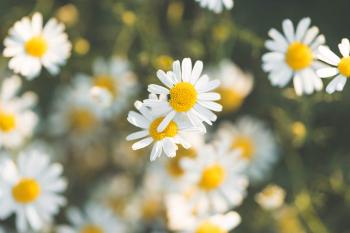 Daisy Flower #6 Free Stock Photo Download | picjumbo