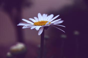 The meaning and symbolism of the word - «Daisy»