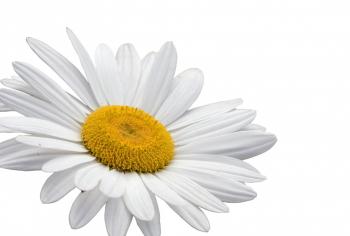 Daisy Flower White Background Free Stock Photo - Public Domain Pictures