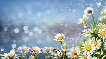 Daisy Wallpapers 3 - 1920 X 1080 | stmed.net