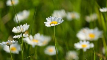 daisies on a meadow - shot with shallow DOF Stock Video Footage ...
