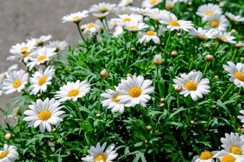 Free picture: flora, grass, nature, daisy, garden, summer, petal ...