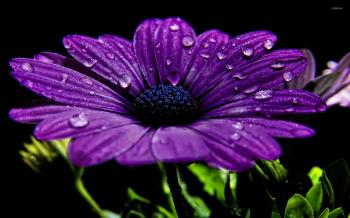 Purple daisy wallpaper - Flower wallpapers - #17176
