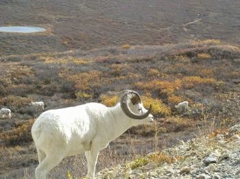 Dall Sheep