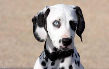 Dalmatian with heterochromia - My Doggy Rocks