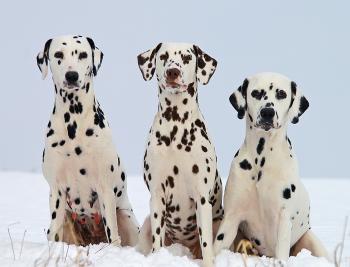 Dalmatian Dogs