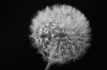 Dandelion On Black Background Free Stock Photo - Public Domain Pictures