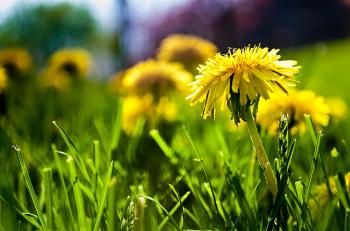 Connecticut Garden Journal: Edible Dandelions | Connecticut Public Radio