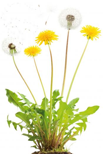 Continental produces tires from dandelion weeds | Medium Duty Work ...