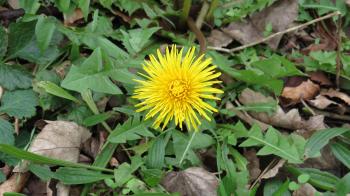 Wednesday Weed – Dandelion | Bug Woman – Adventures in London