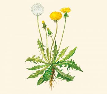 Delight in Dandelion - The Republic of Tea