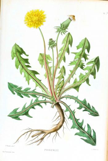 6 Images of Dandelion Vintage Printable | vintage | Pinterest ...