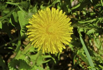 Dandelion Blossoms: Picking & Drying | Josephine Porter Institute