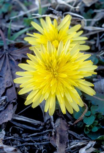 Dandelion | NCCIH