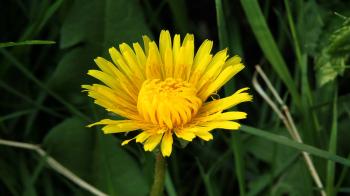 Dandelion Time Lapse - YouTube