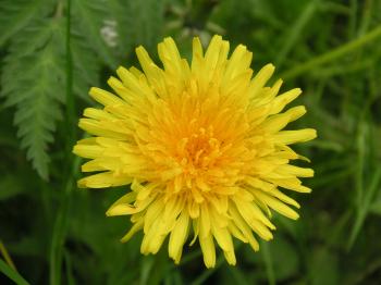 Dandelion Benefits - Be Well Buzz