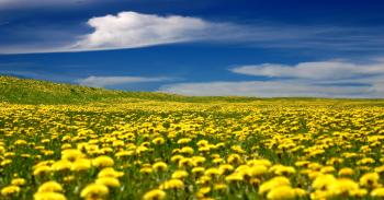 Dandelion...the ultimate internal spring clean! |Gathering of Minds