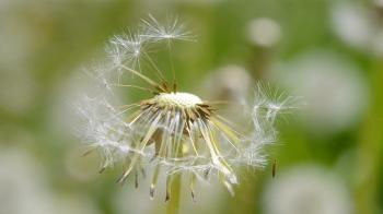 bald white dandelion closeup Stock Video Footage - VideoBlocks