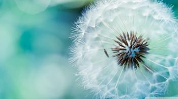 Dandelion Flower ❤ 4K HD Desktop Wallpaper for 4K Ultra HD TV ...