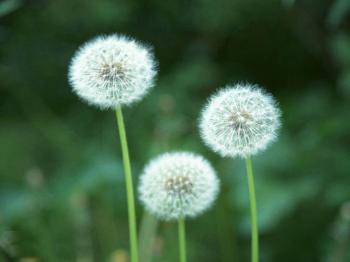 Amazing Flower: Dandelion Flower Wallpaper
