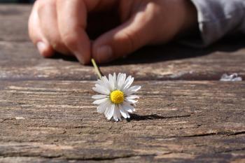 Dandelion Flower on Brown Wooden Table